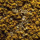 Image of rim lichen