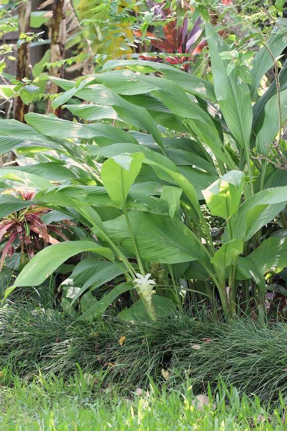 Image de Curcuma australasica Hook. fil.