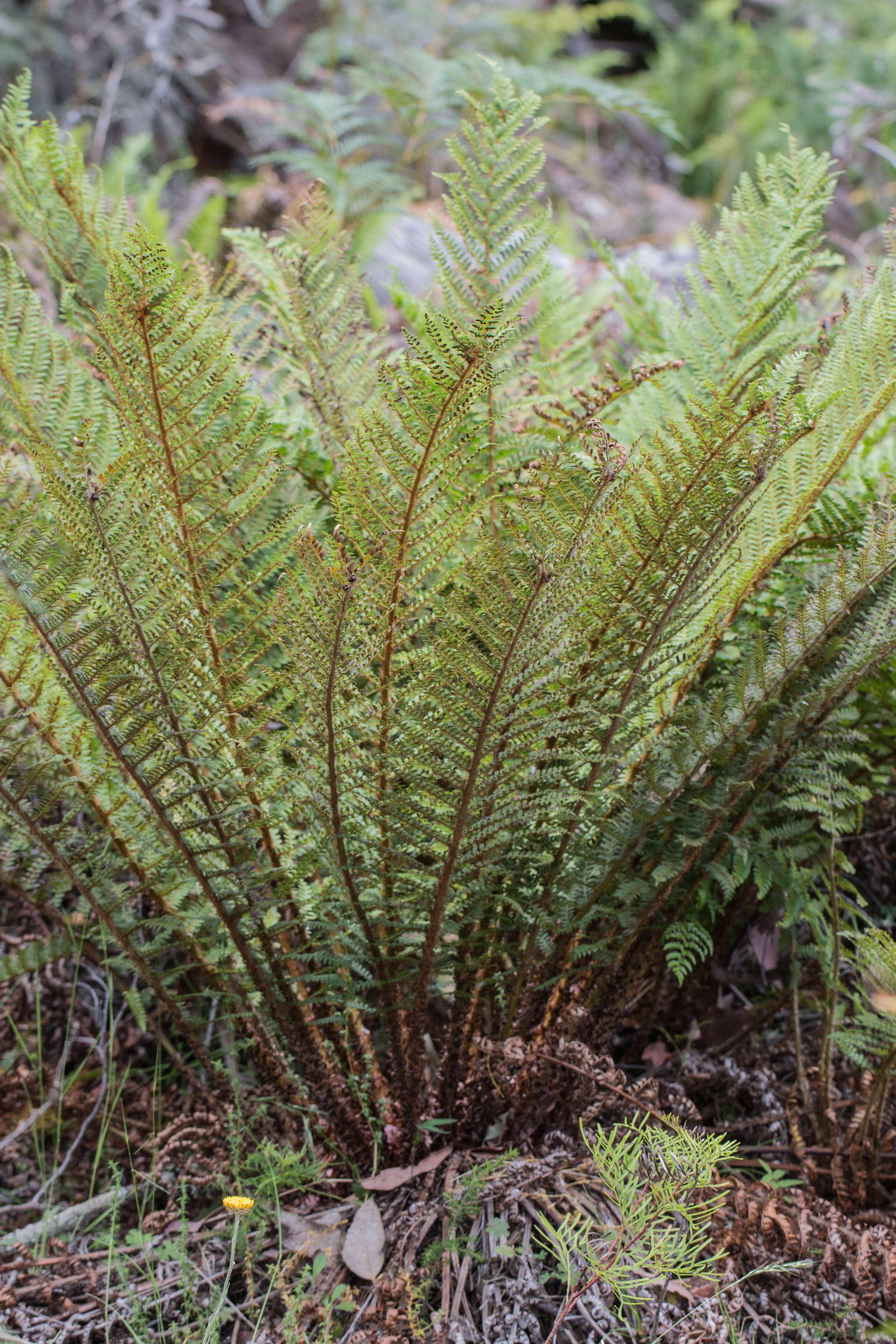 Image of Polystichum proliferum (R. Br.) C. Presl