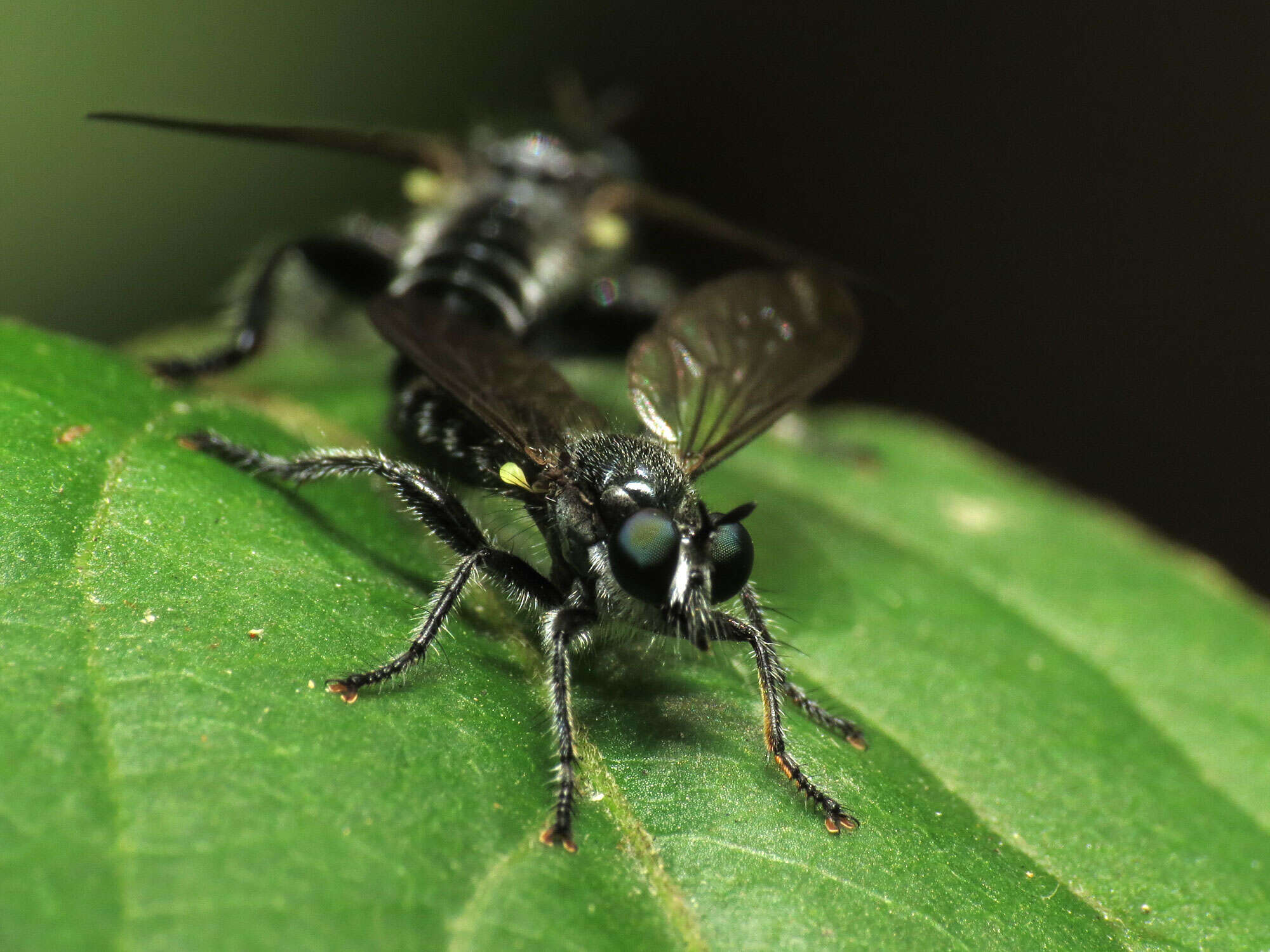 Image of Laphria