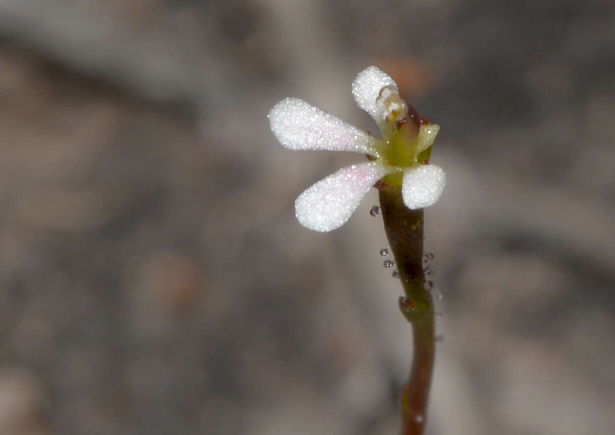 Image of Stylidium beaugleholei J. H. Willis