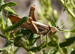 Image of Acanthacris