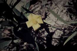 Image of Hibbertia longifolia F. Müll.