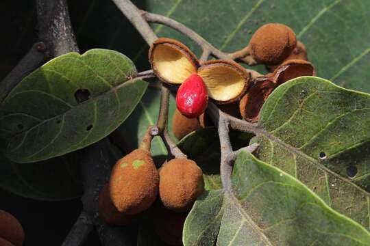 Imagem de Virola sebifera Aubl.