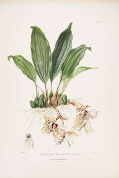 Image of Stanhopea martiana Bateman ex Lindl.