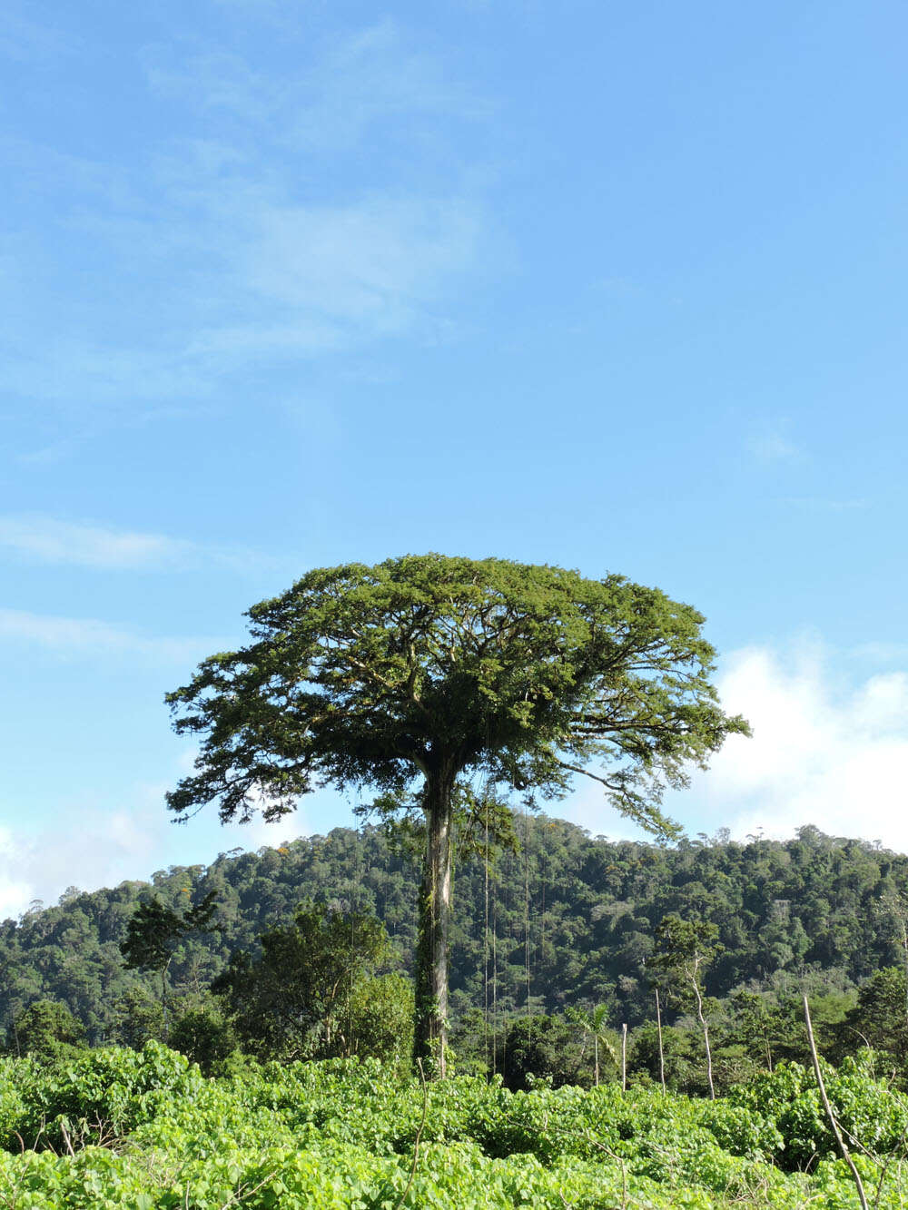 Image of ceiba