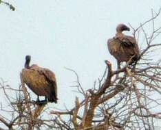 Image of White-backed Vulture