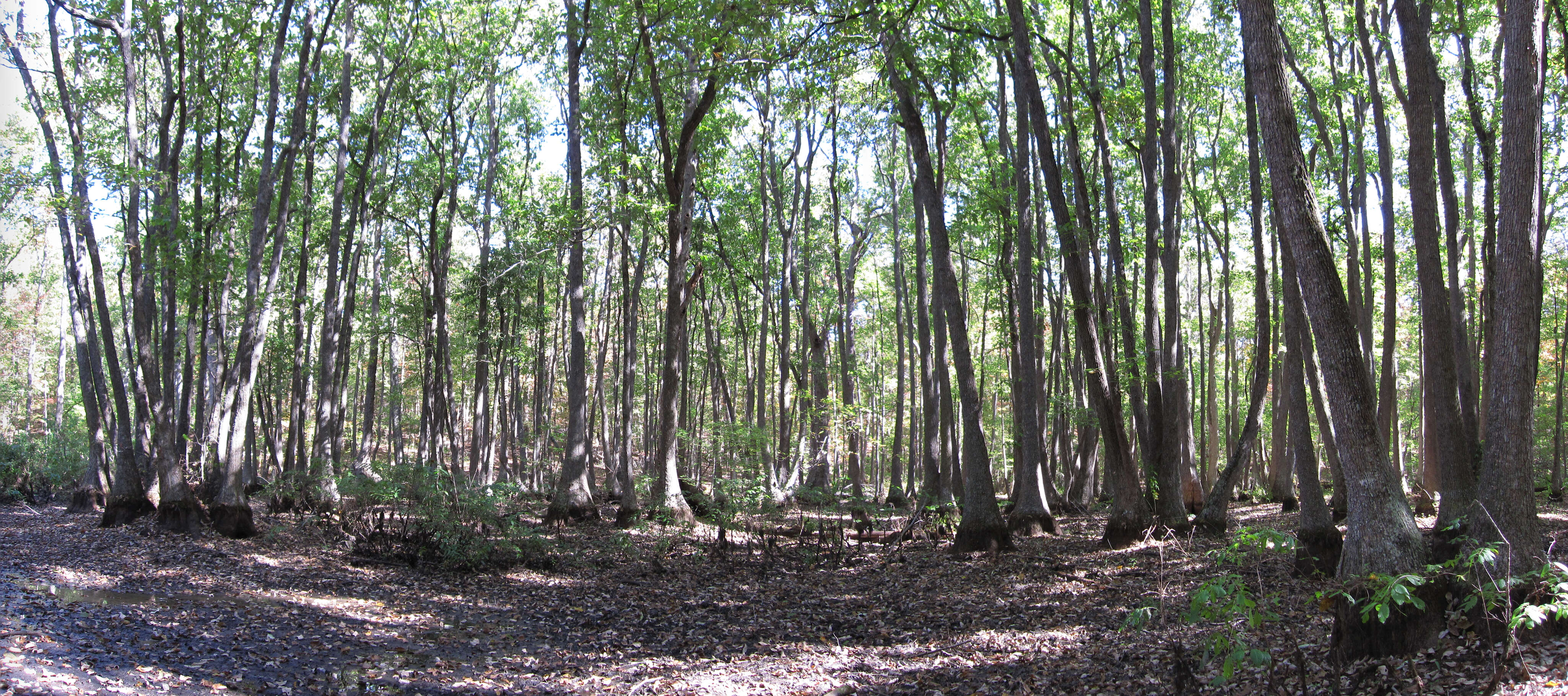 Image of Swamp Tupelo