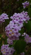 Image of Lantana salzmannii Schauer