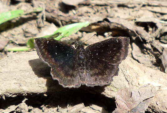 Image of Scallopwings