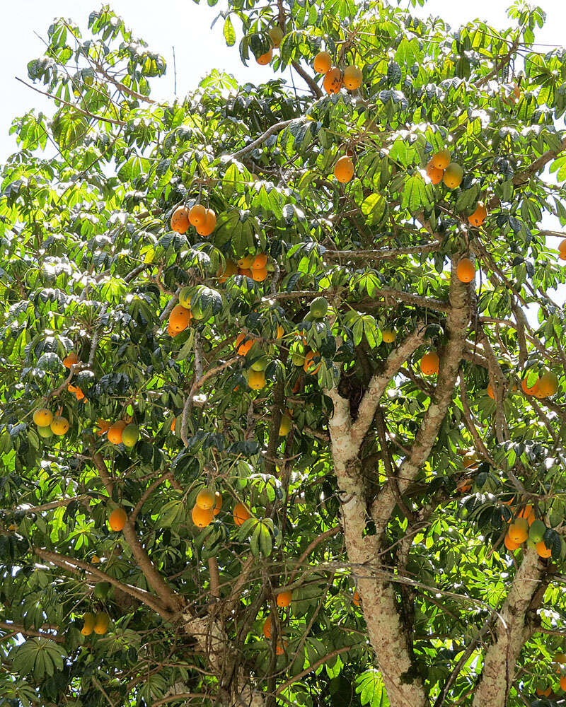 Image of papaya family