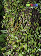 Image of tongue fern