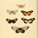 Image of Acraea cerasa Hewitson 1861