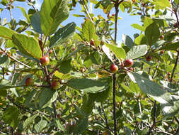 Image of buckthorn