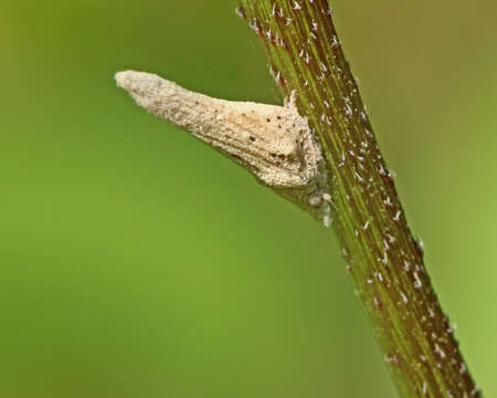 Image of flatid planthoppers