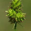 Image of midland sedge