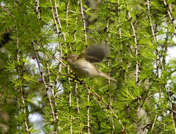 Image of Phylloscopidae