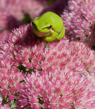 Image of Eastern Dwarf Tree Frog