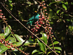 Image of Sarcopera sessiliflora (Triana & Planch.) H. G. Bedell