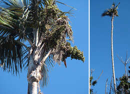 Image of ceroxylon palm