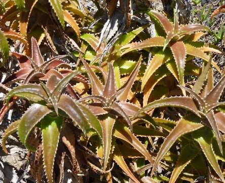 Aloe fibrosa Lavranos & L. E. Newton resmi