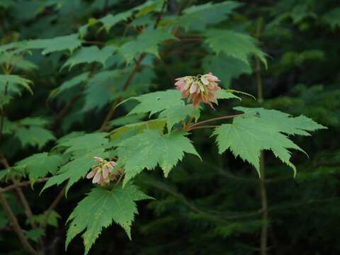 Image of Tail-leaf Maple