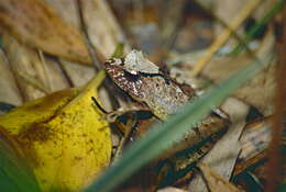 Image of Gephyromantis sculpturatus (Ahl 1929)