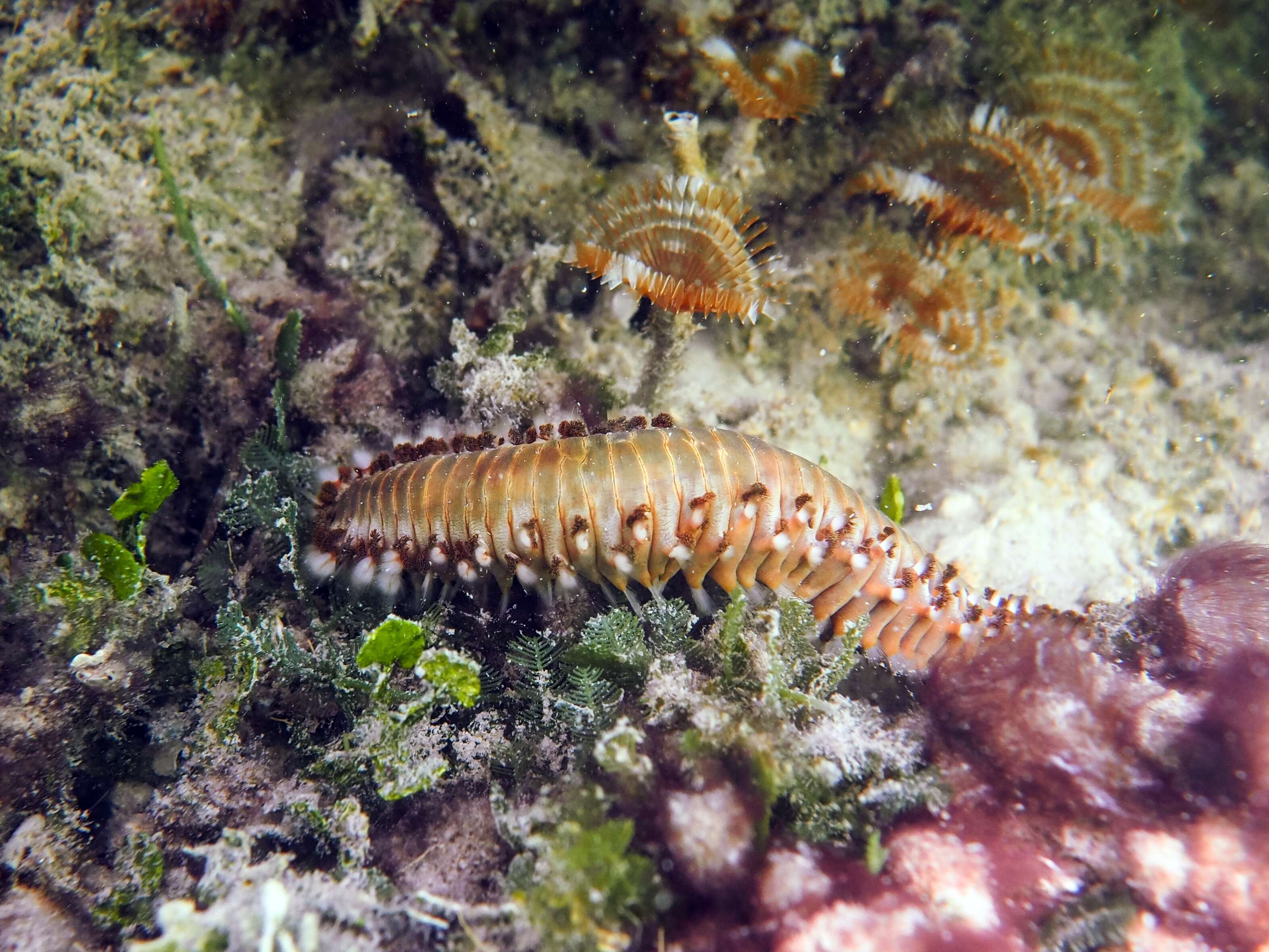 Image of Bearded Fireworm