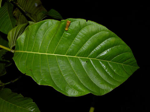 Palicourea guianensis Aubl.的圖片