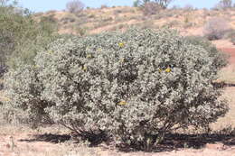 Image of <i>Cassia clade</i>