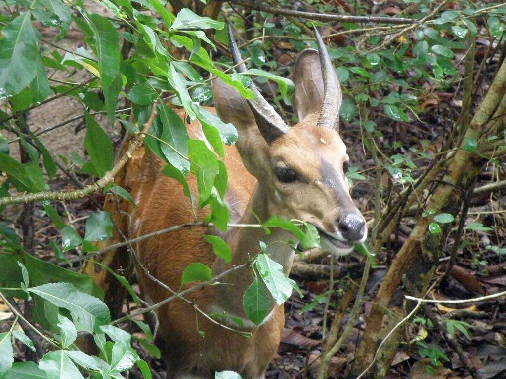 Image of Spiral-horned Antelope