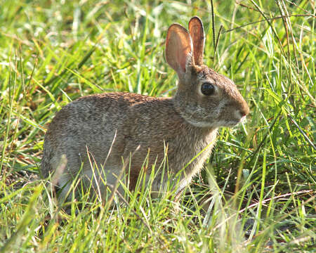 Imagem de Sylvilagus floridanus (J. A. Allen 1890)