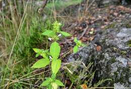 Image of hempnettle