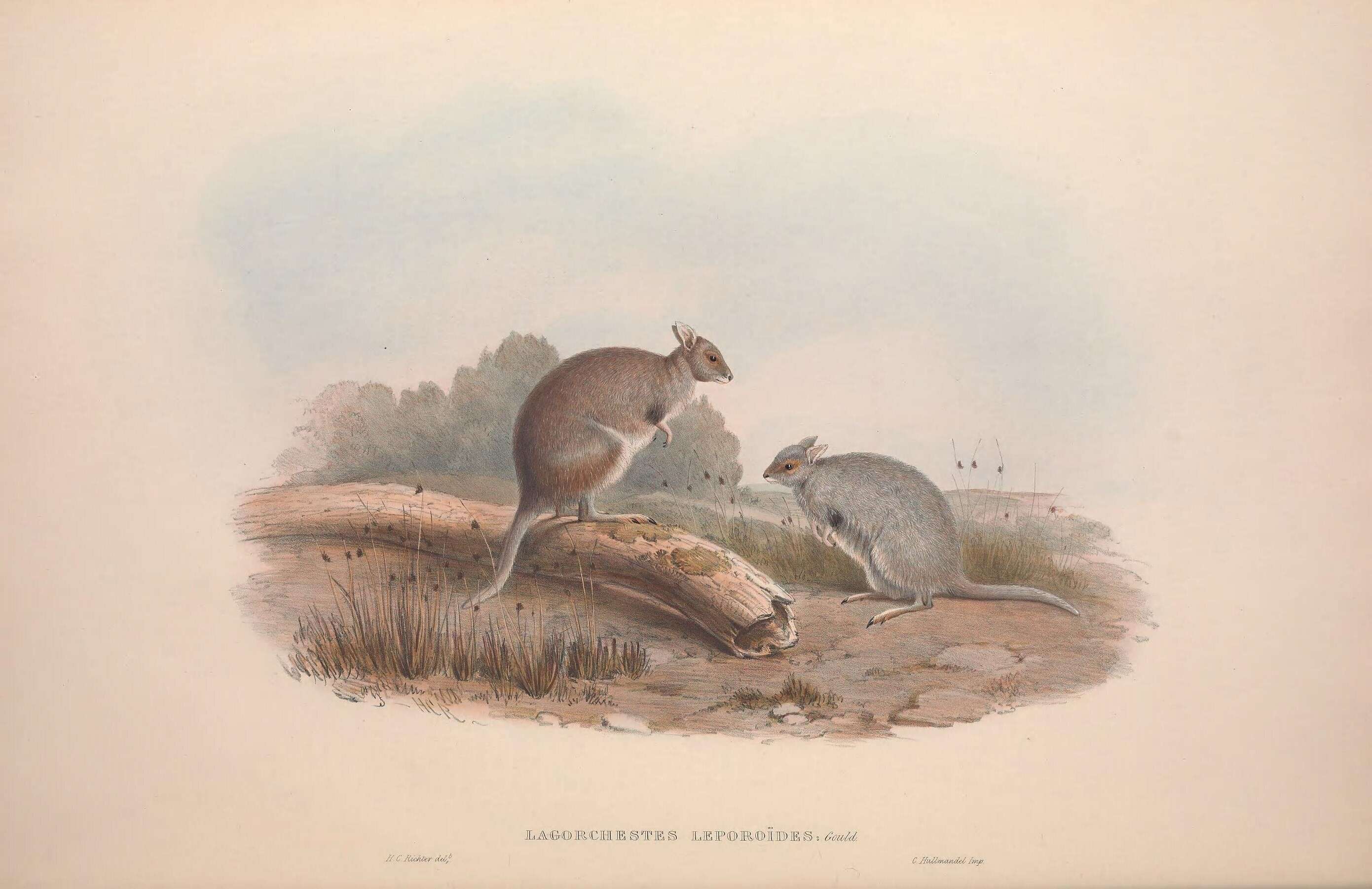 Image of Lagorchestes Gould 1841