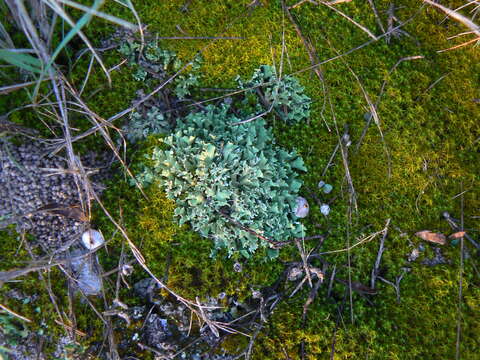 Image of Cladonia foliacea (Huds.) Willd.