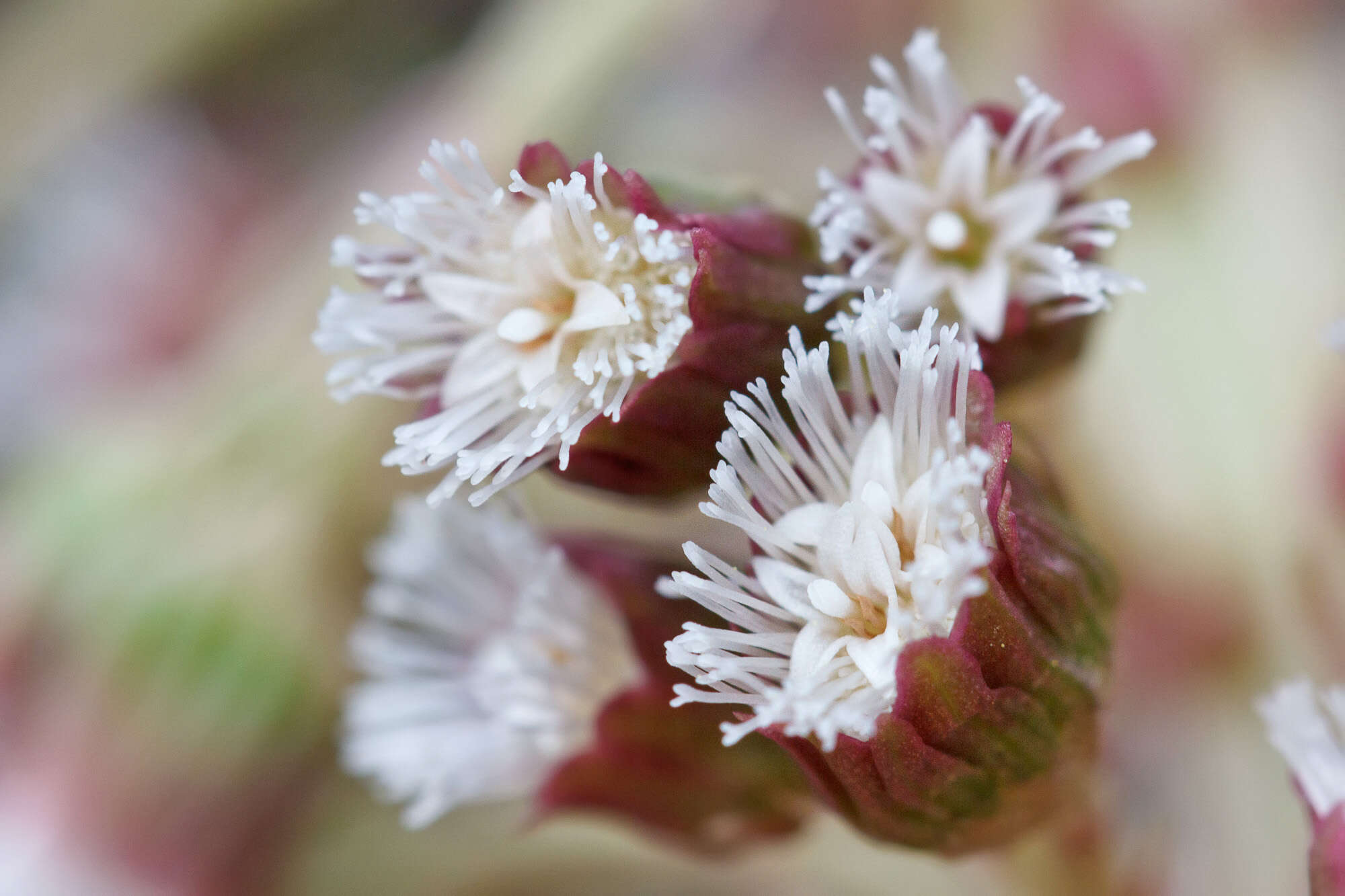 Image of pestilence wort