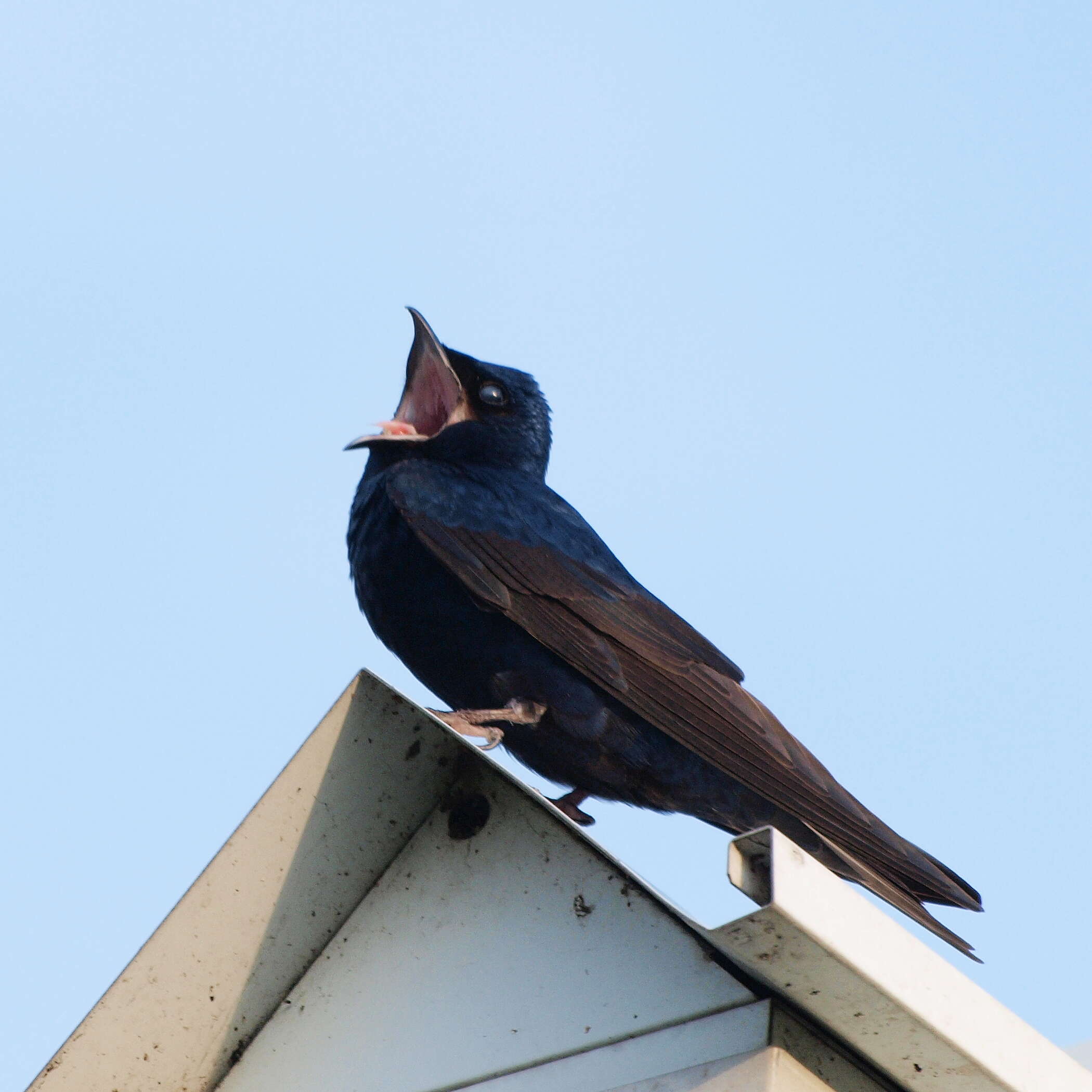 Image of Purple Martin