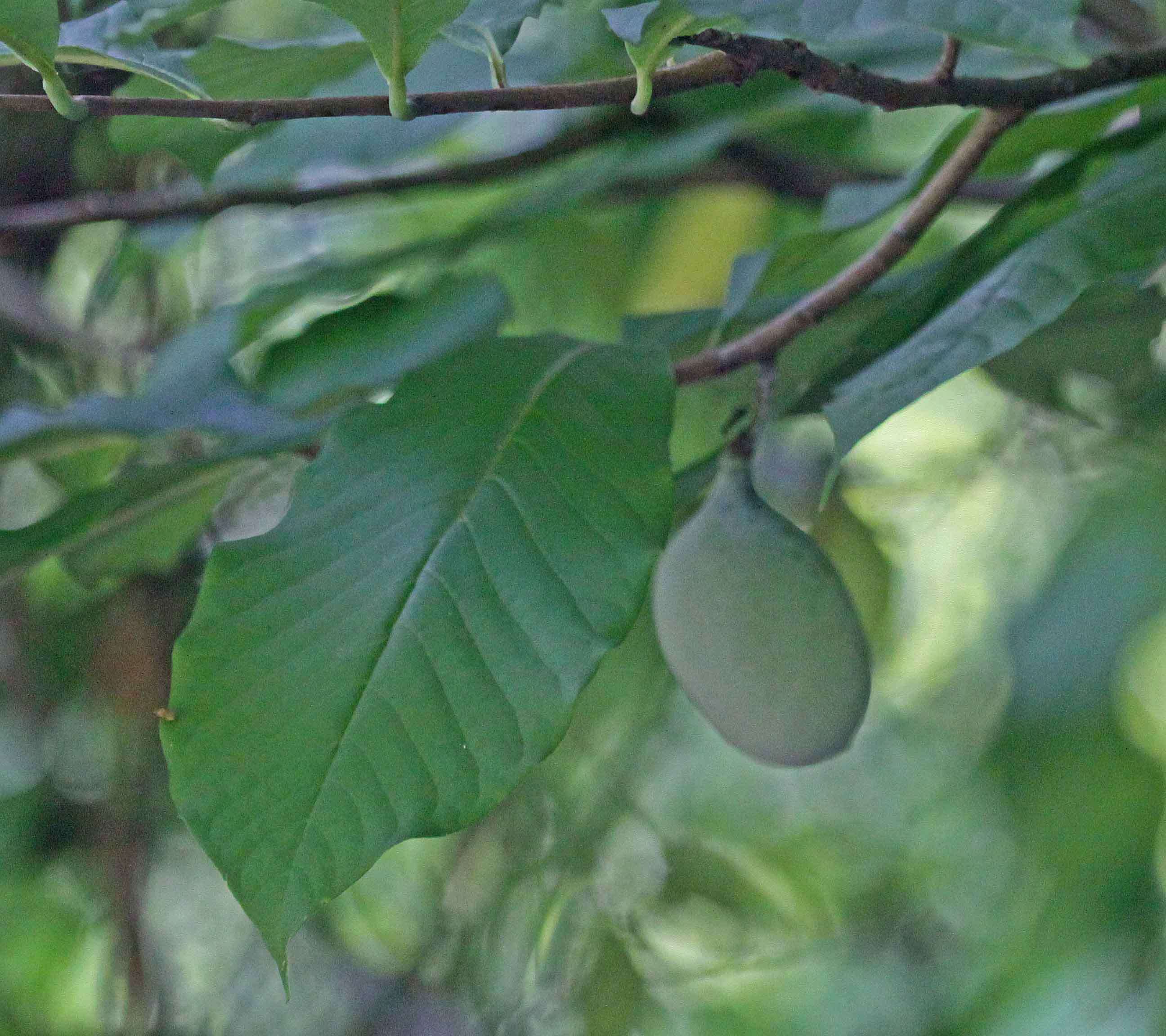 Image of Indian-banana