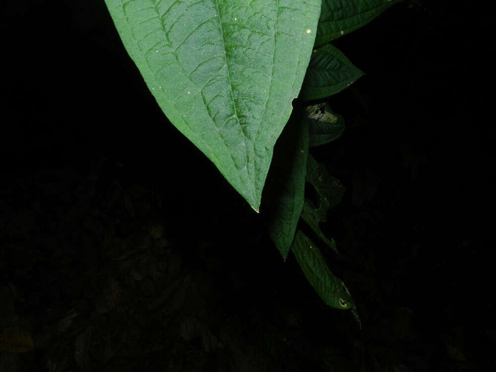 Image of Anthurium clidemioides Standl.