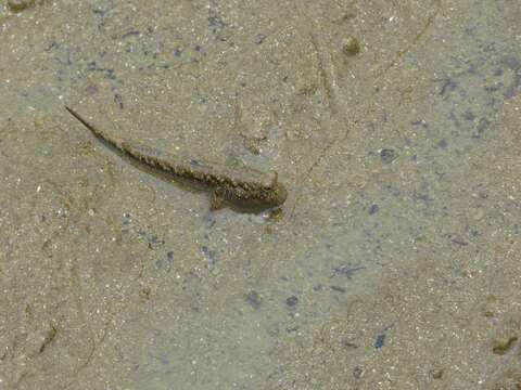 Image of Barred mudskipper