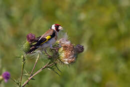 Imagem de Carduelis Brisson 1760