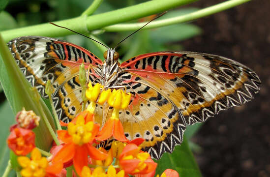 Image of Cethosia hypsea Doubleday (1847)