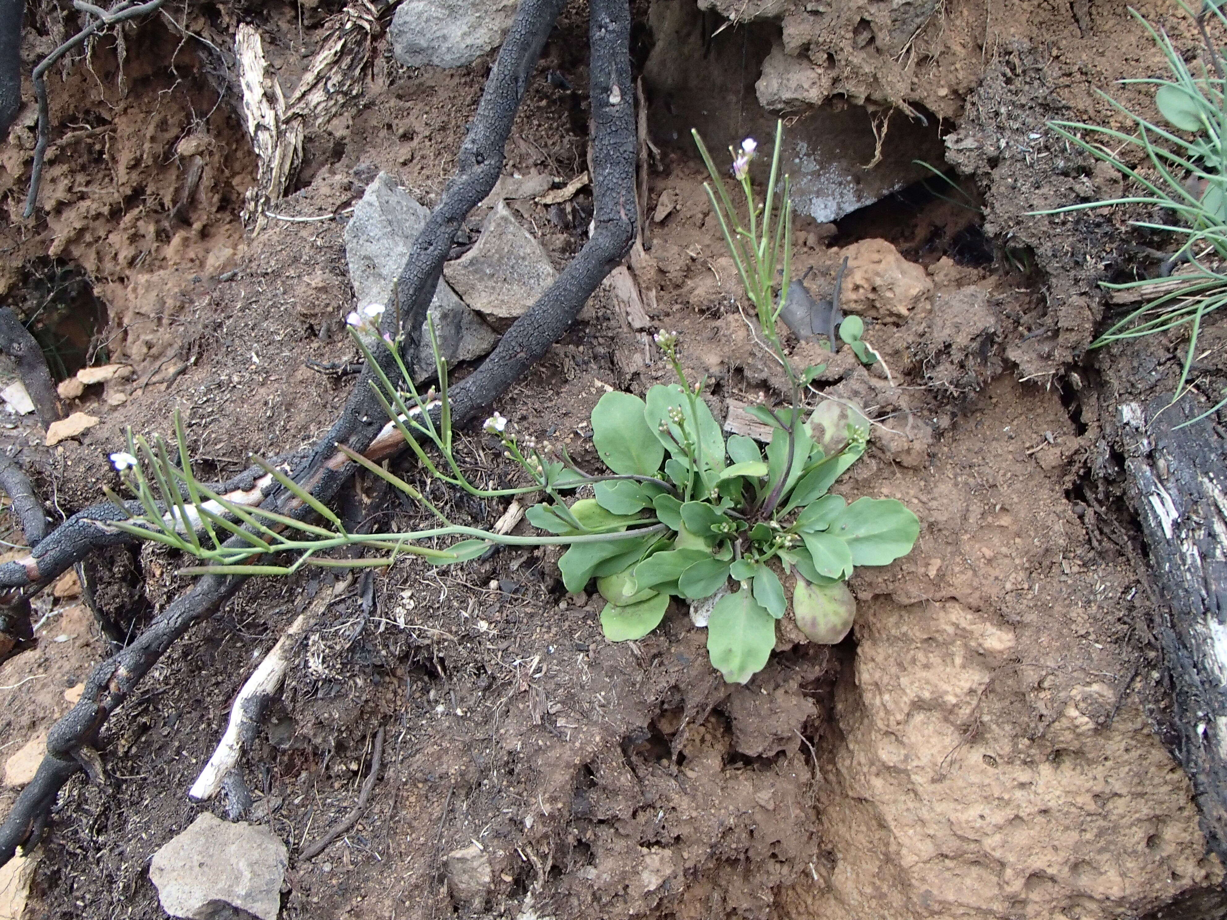 Image of Cardamine tryssa I. Thomps.