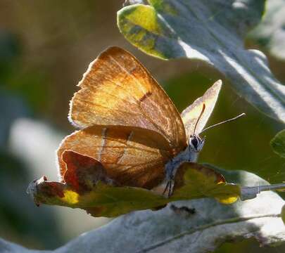 Image of Brown Hairstreak