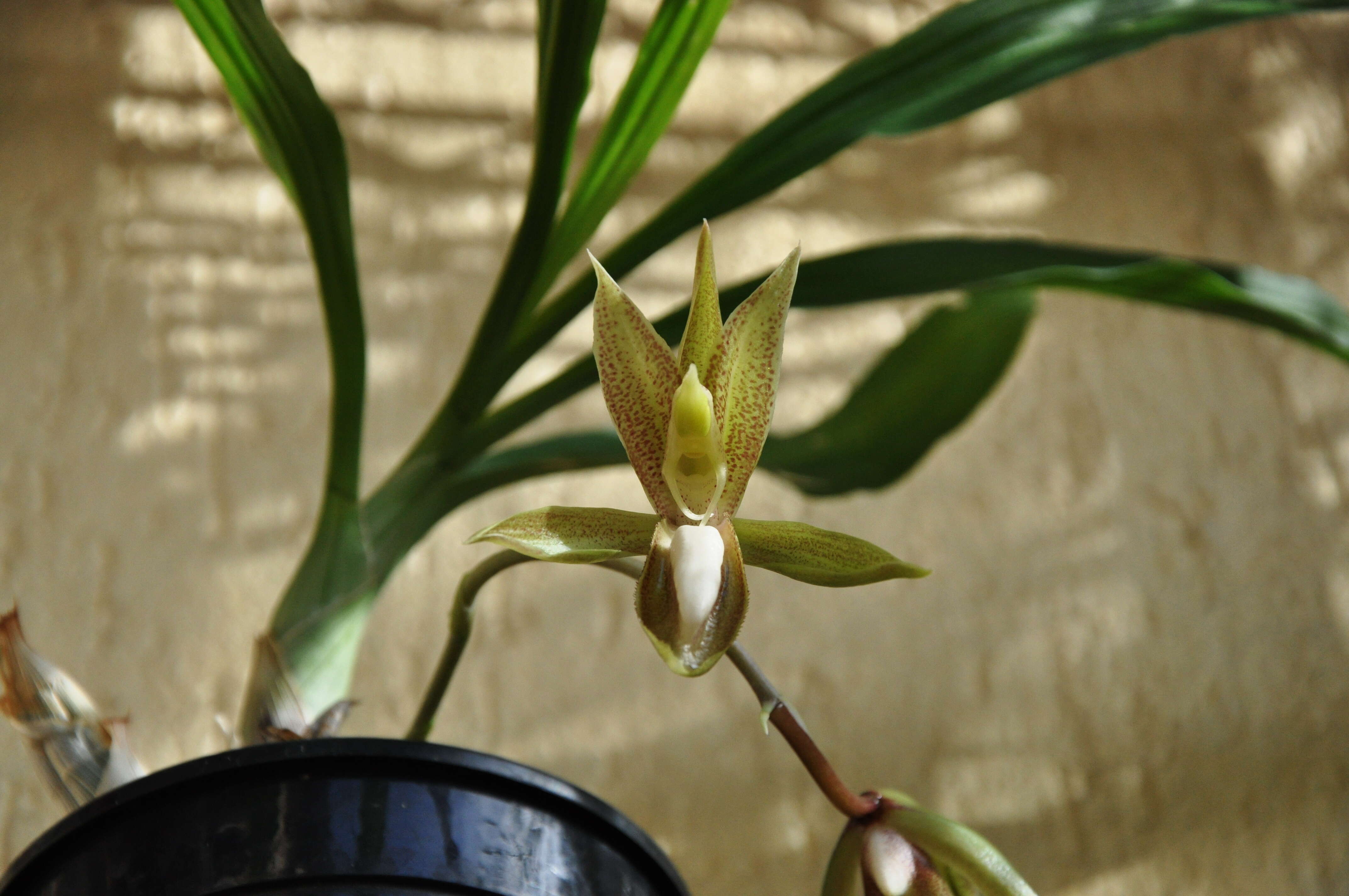 Image of Catasetum tabulare Lindl.