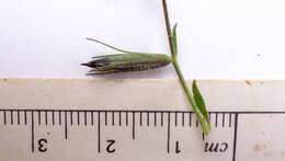 Image of Ruellia paniculata L.