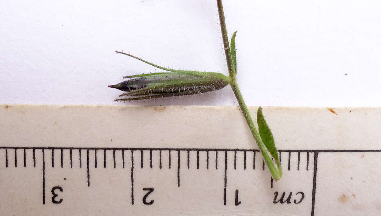 Image of Ruellia paniculata L.