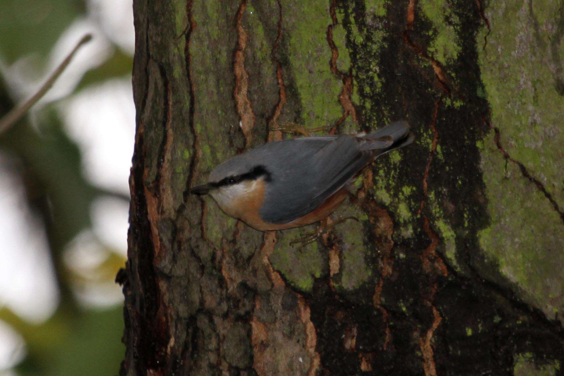 Image of Eurasian Nuthatch