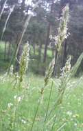 Image of Vernal Grasses