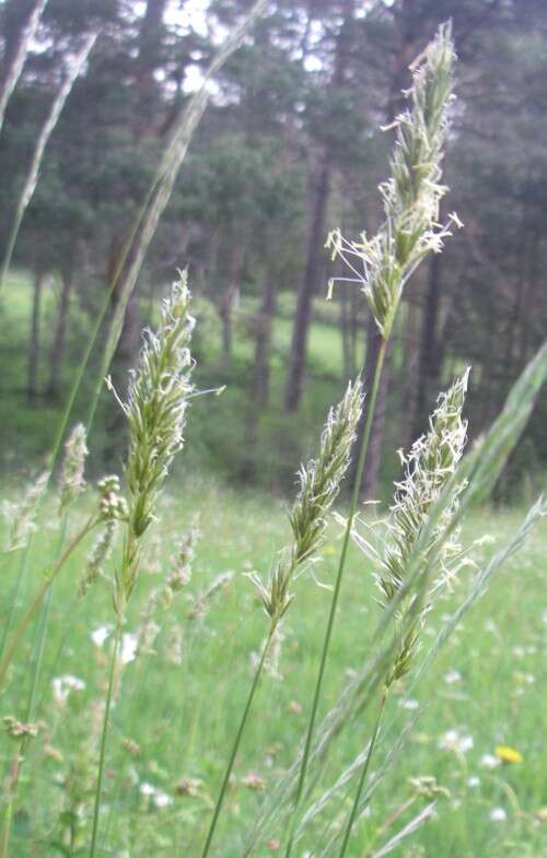 Image of Vernal Grasses